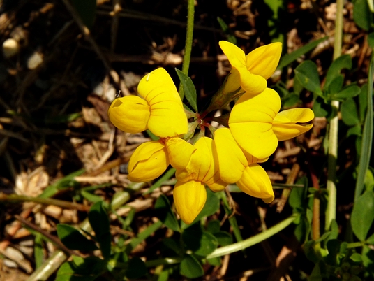 {Lotus corniculatus}